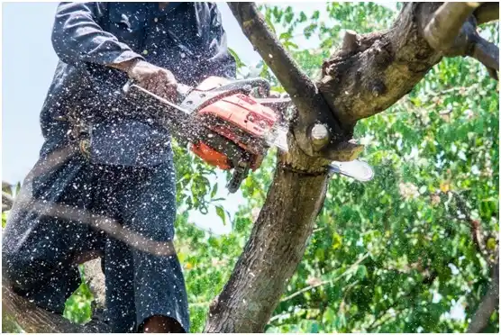 tree services Smithfield
